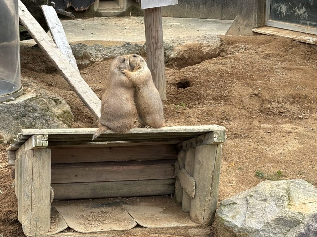 いしかわ動物園のプレーリードッグ