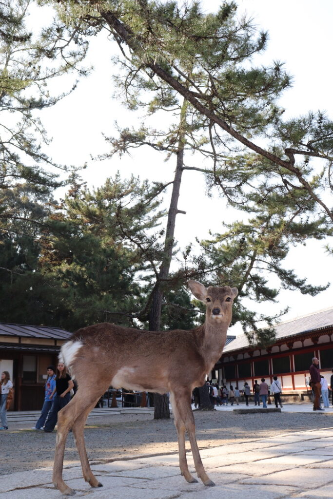 奈良県東大寺の鹿